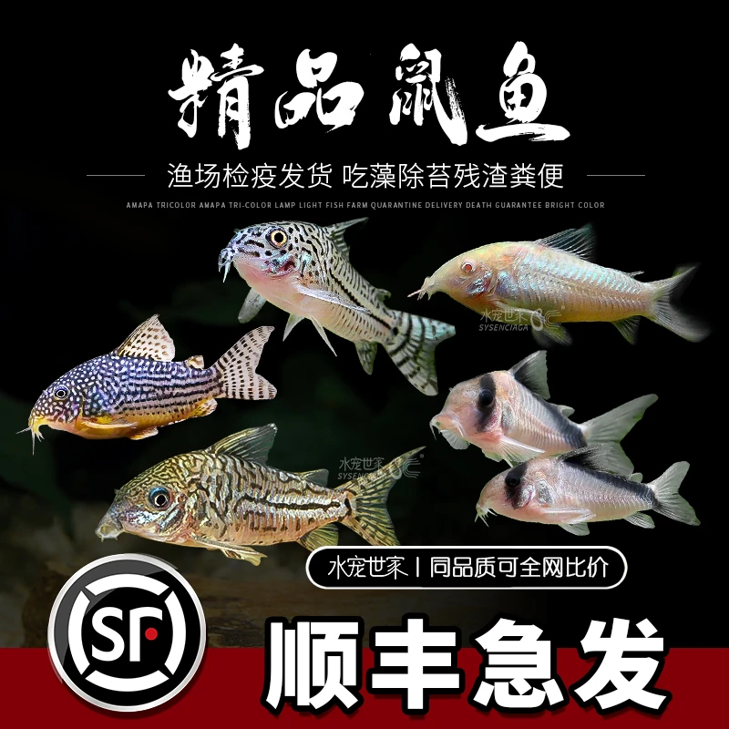 清道夫工具鱼混养花椒鼠珍珠鼠白老鼠鱼清洁鱼底栖鱼活体灯科鱼