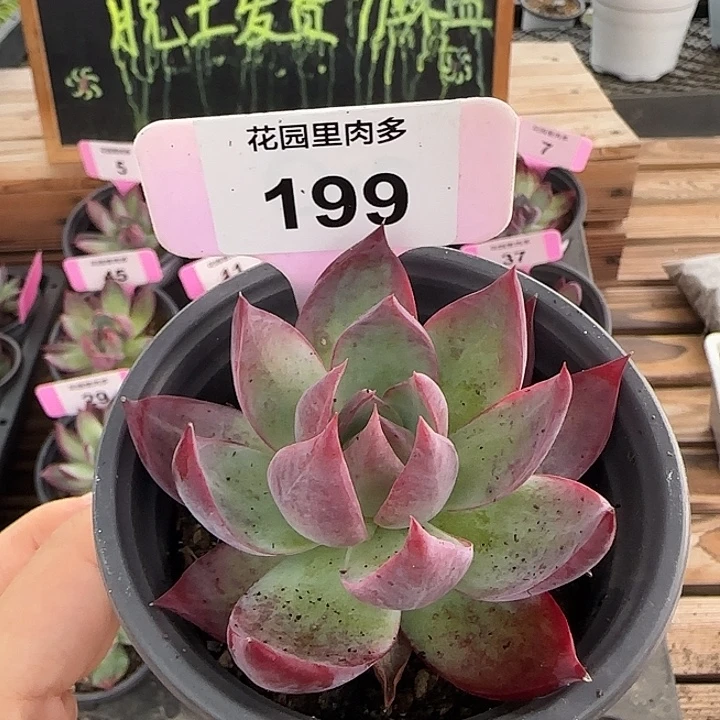 199 惊鸿仙子多肉植物