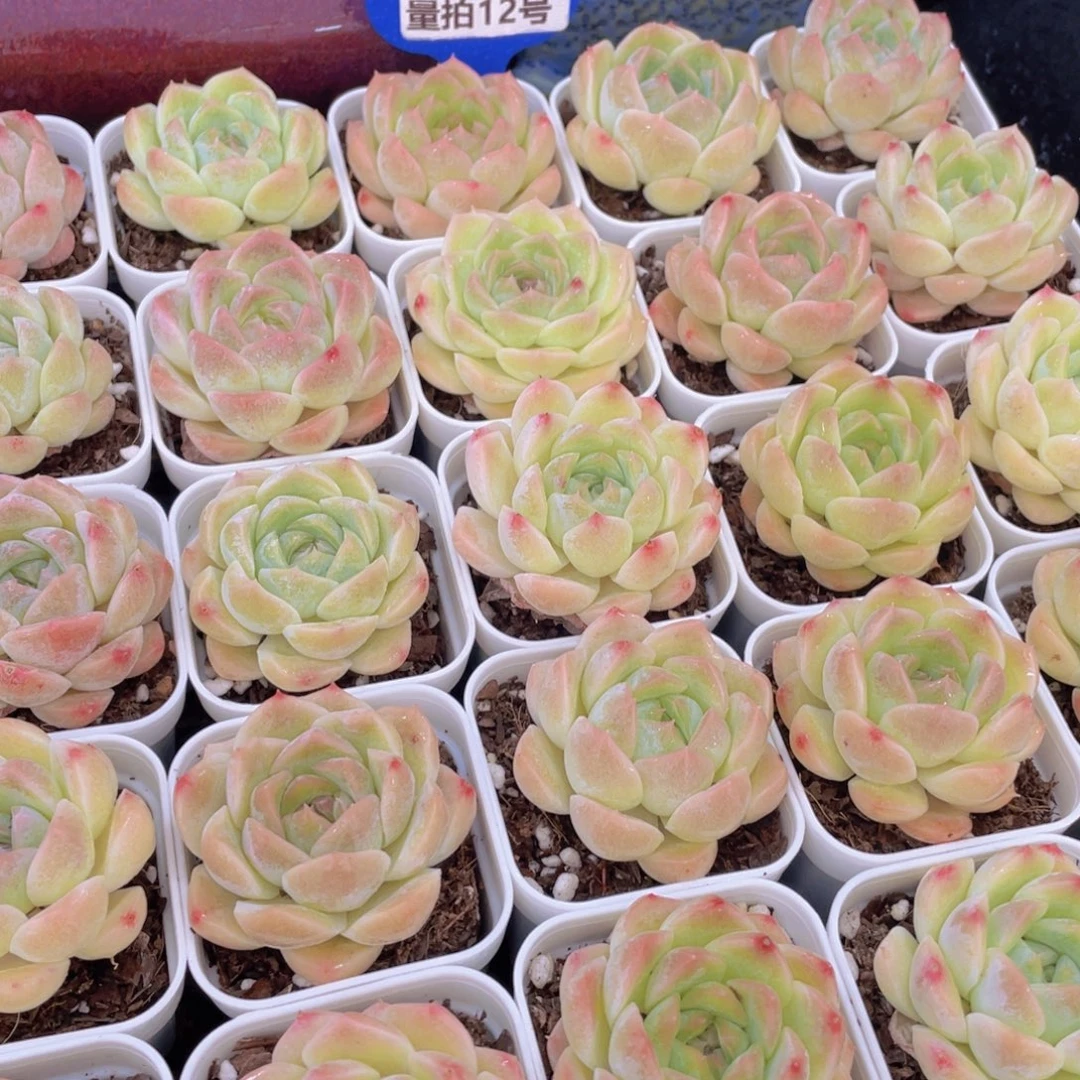 量拍12号 果冻白桃汽水单头2个