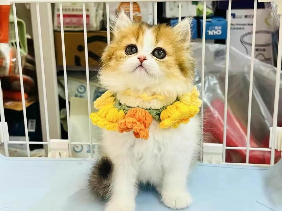 《膨润土》直播间猫猫活体链接