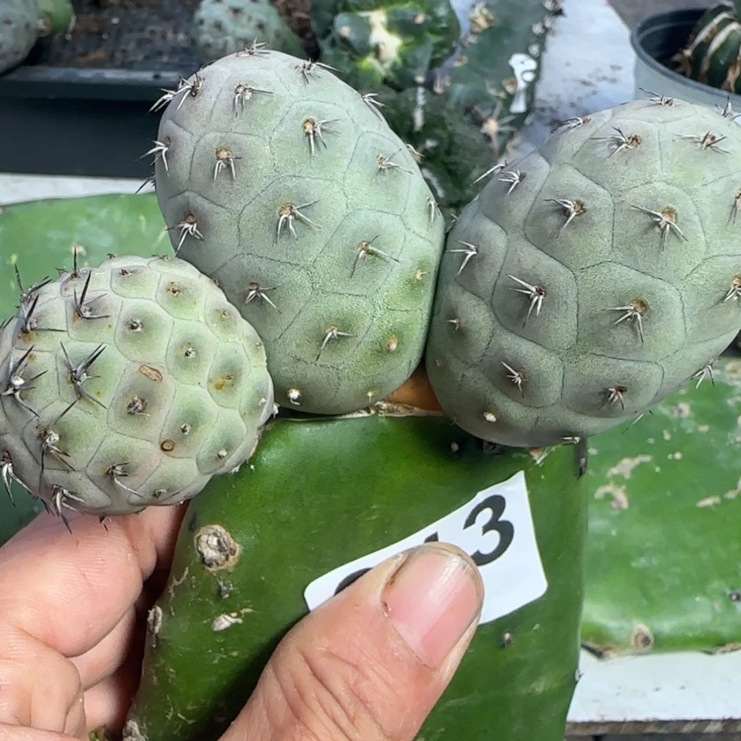 无花朵苗接杂交三头洞洞813