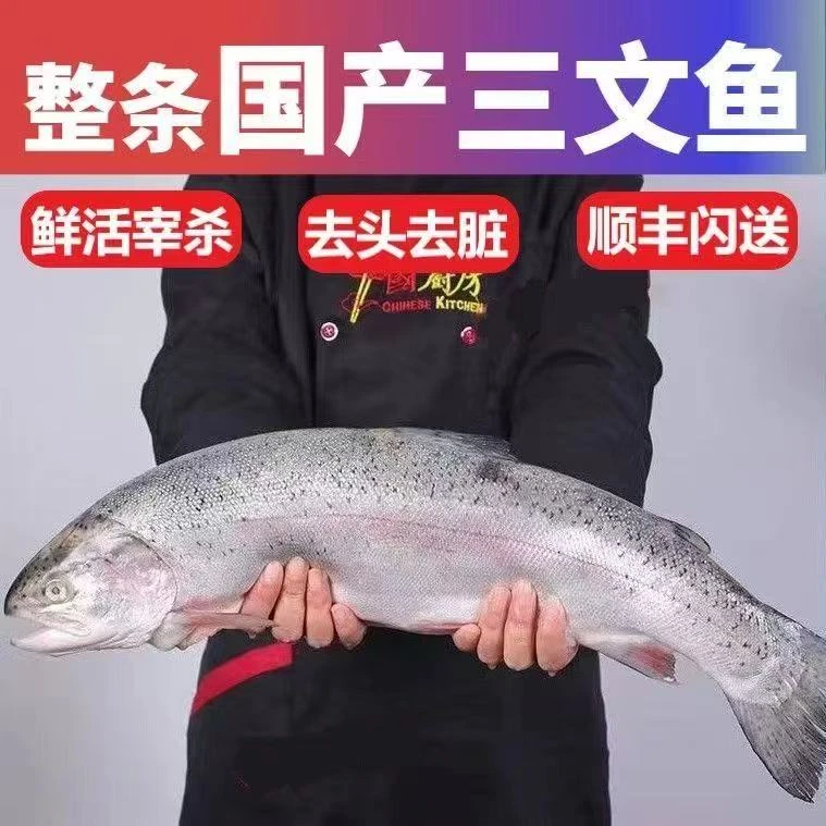 （直播专用）新疆国产三文鱼刺身冰川活水养殖青海鳟鱼整条