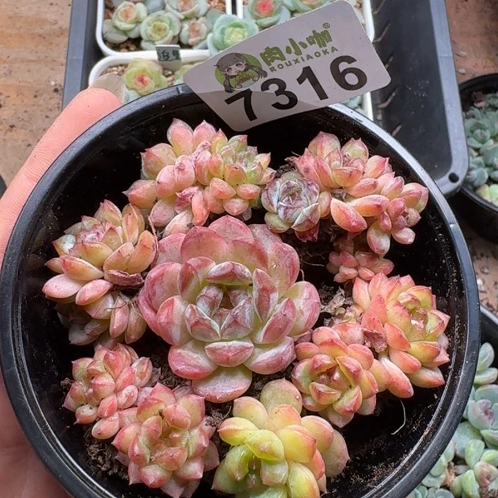 多肉植物多头植物
