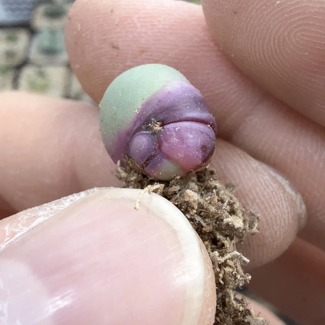 缥*dy9 飘渺大哥 嘴巴