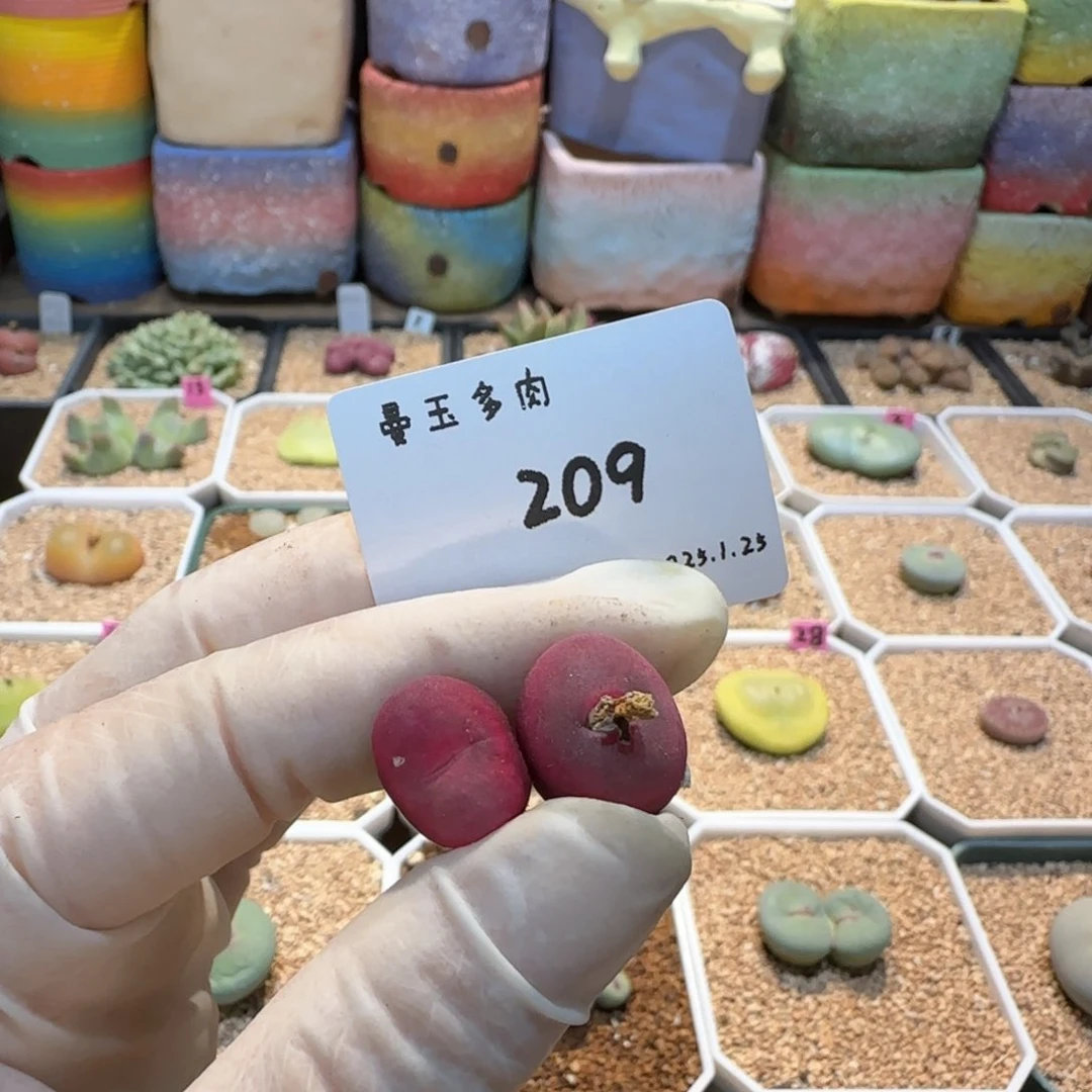 宝****?多肉多肉多1.25-209