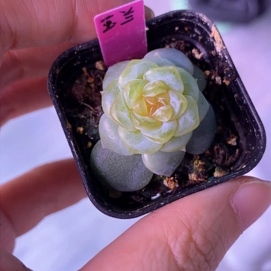 玉兰4公分盆口满38包邮