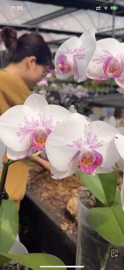 3.5寸 梦幻云彩-苗 原生趣味兰