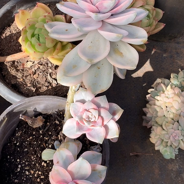 536紫乐锦一物一拍多肉