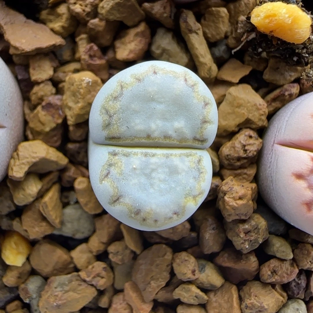 糖霜蓝饼干清框福利30包邮