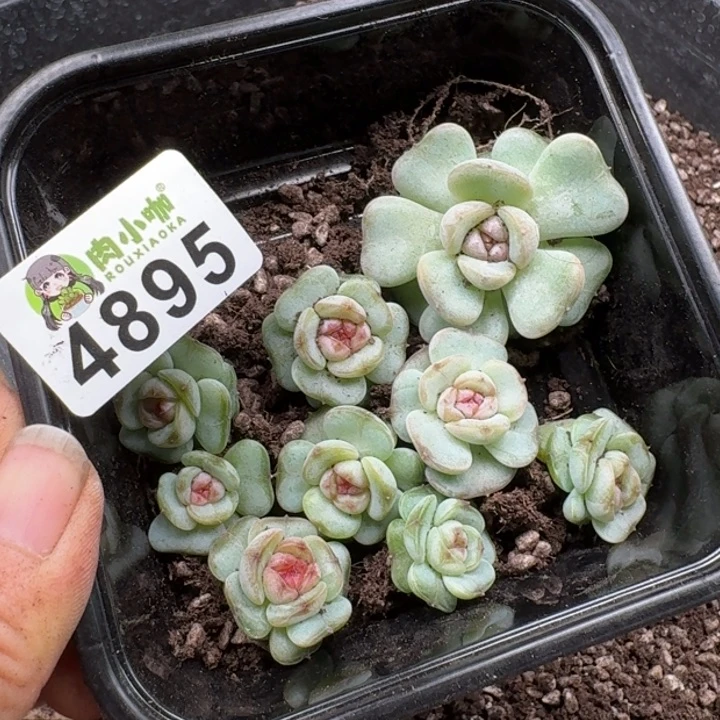 月***凉多肉植物多肉植物