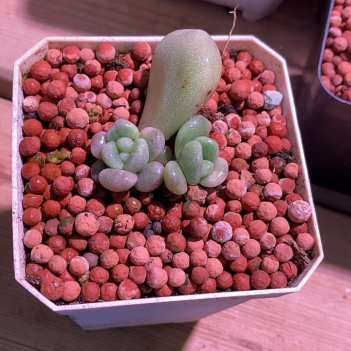 冰橙锦多肉植物多肉