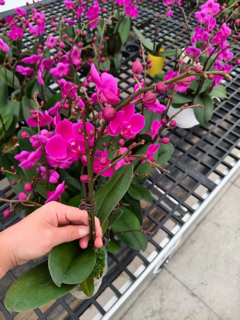 蝴蝶兰【满天红】花苗盆栽带花剑花苞客厅室内四季好养观赏花卉