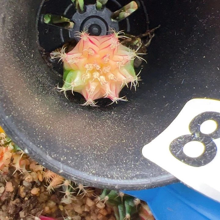 月***亮当前无花栽培后可以开花860