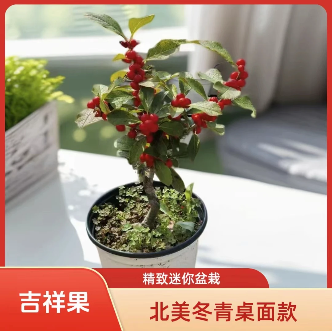 1新货北美冬青奥斯特盆栽耐寒耐热适合庭院桌面摆放年宵花卉