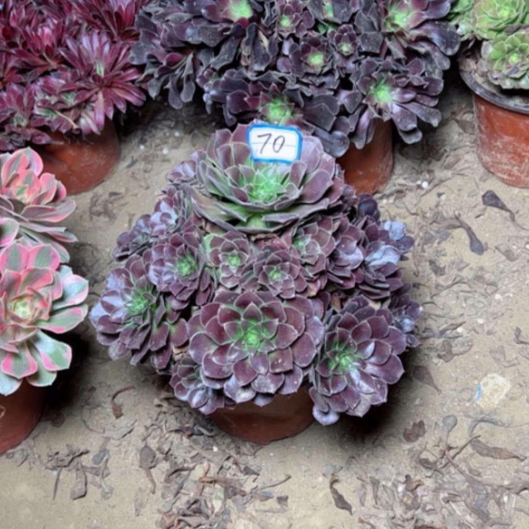 【闪购商品】何兰70