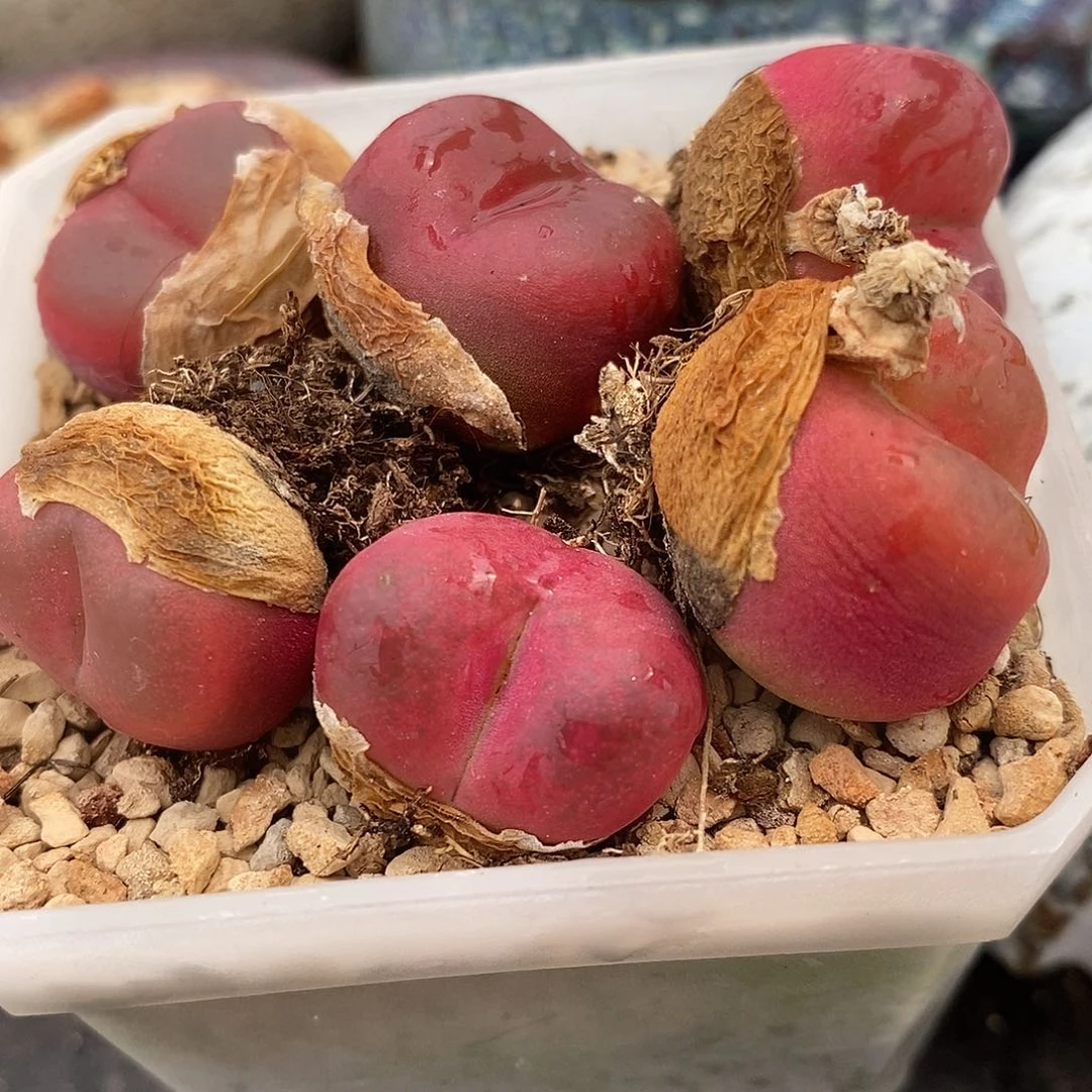 母本红宝石1颗。