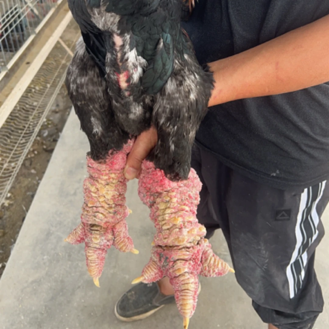 冯氏珍禽宠物鸡东涛鸡