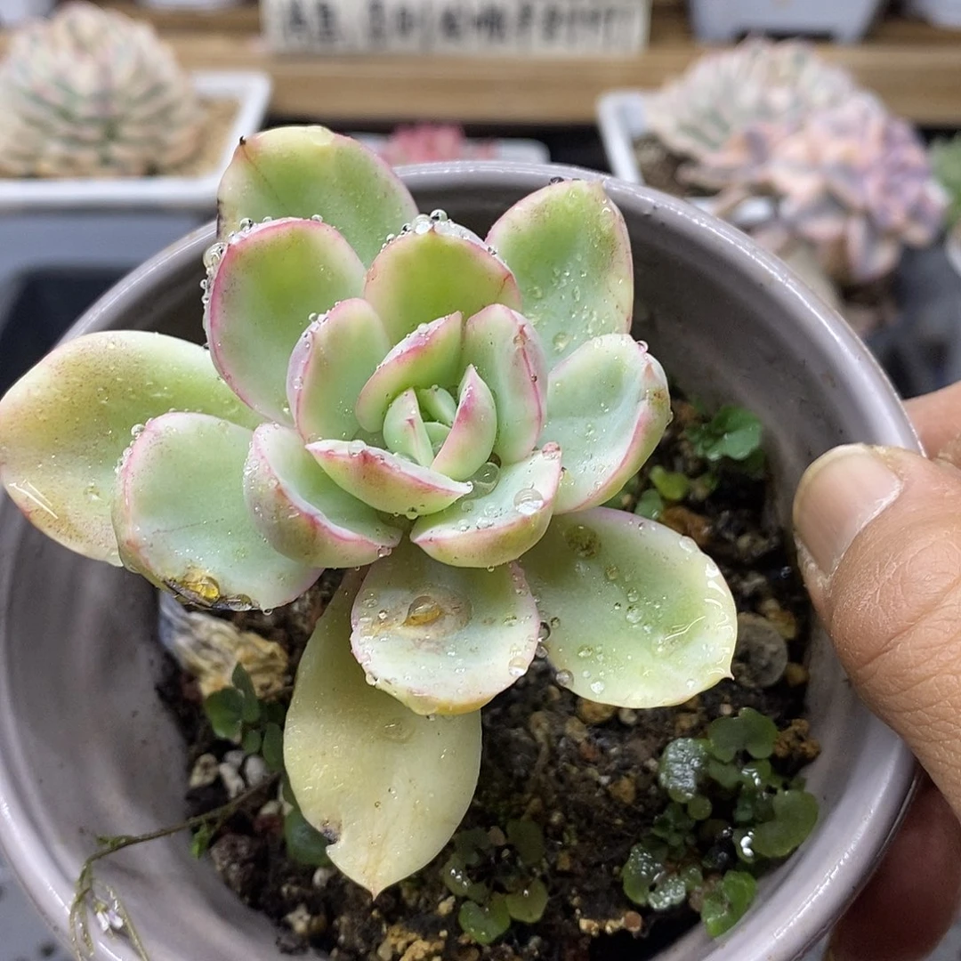 0432 绮罗白锦 有杆子