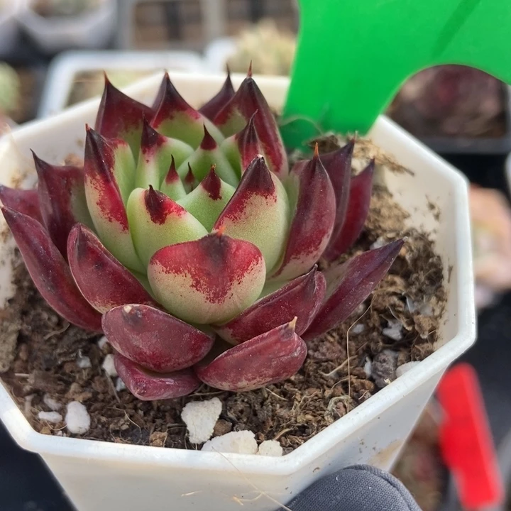 1909多肉植物保护