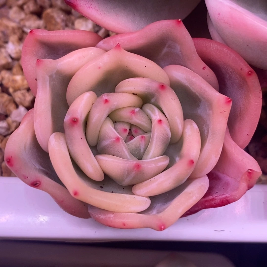 小**然小甜然然 多肉植物1015