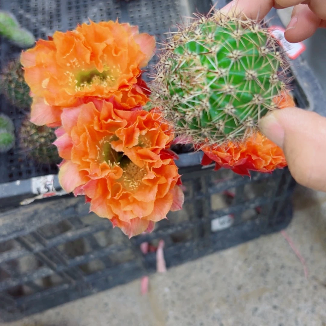 下16彩草千层酥歪无根侧芽4公分左右20包邮