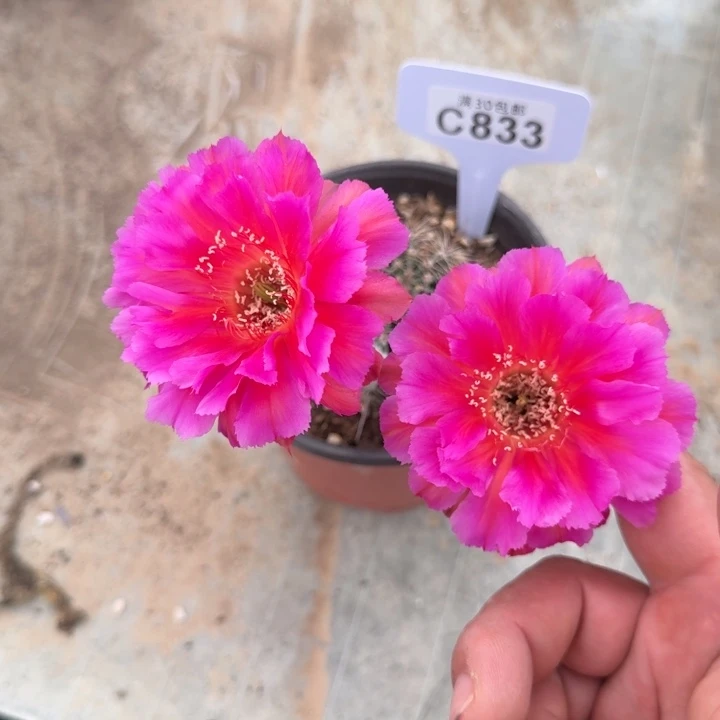 一物一拍福利c833