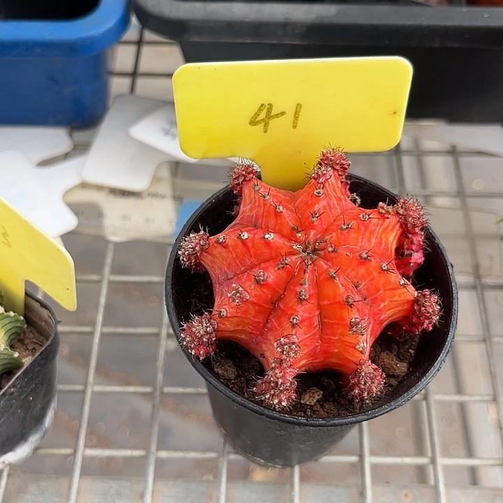 我也不知道我为什么要这样