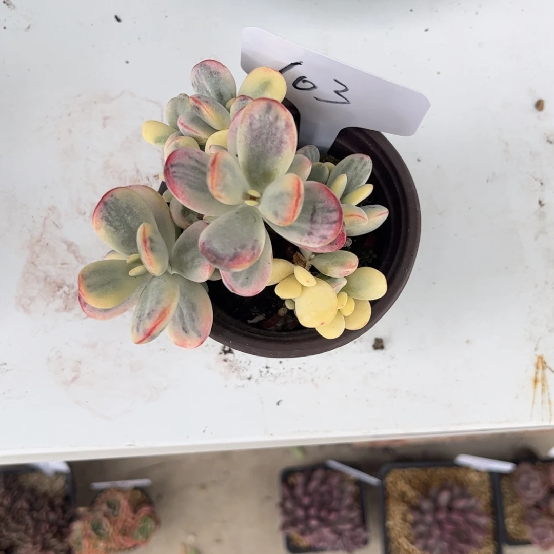 恬**人周年庆多肉福娘锦103