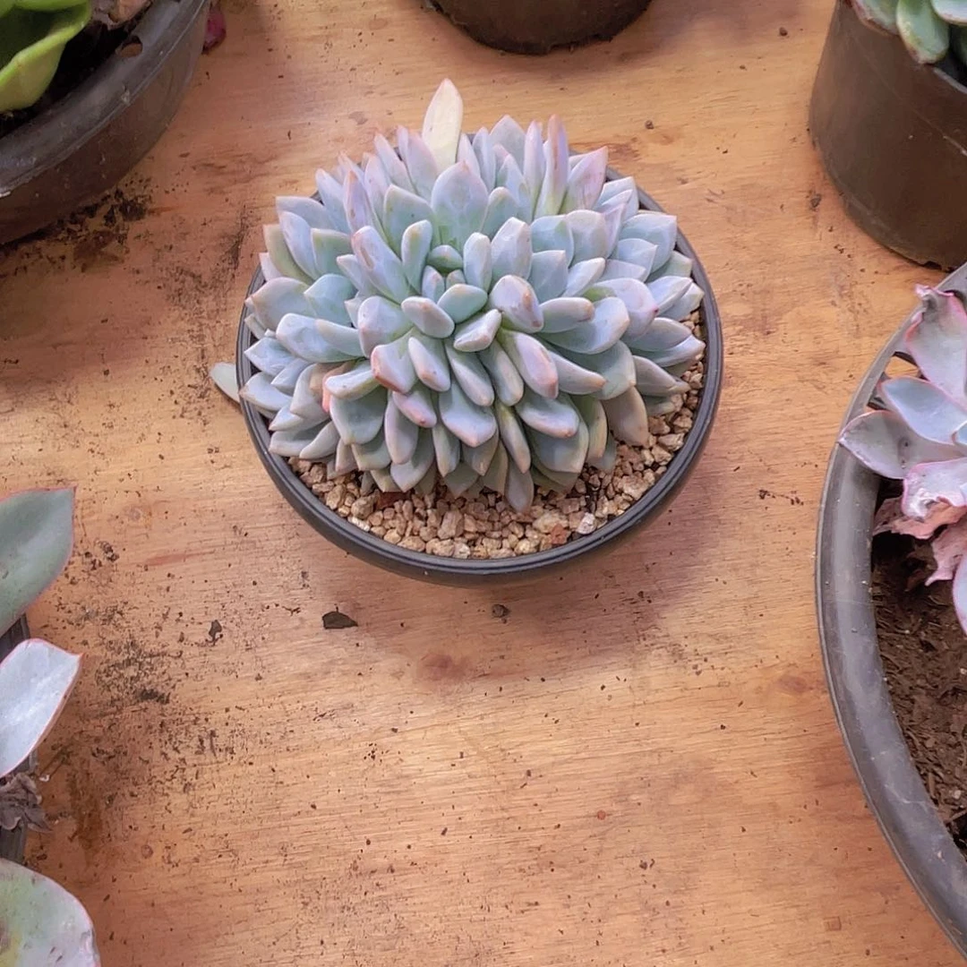 夏***雪0000000000000000202