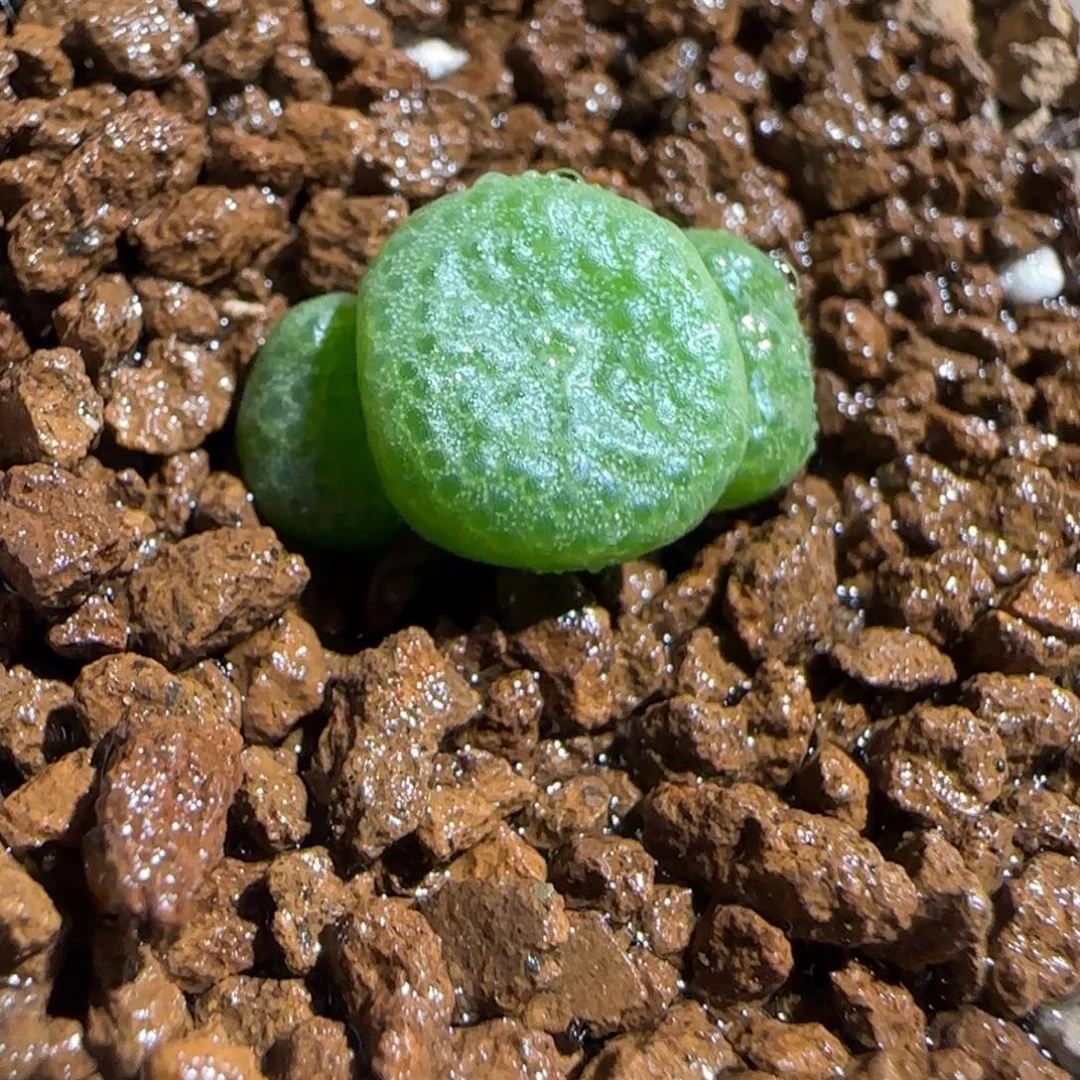 肉锥多肉植物组合-青团794