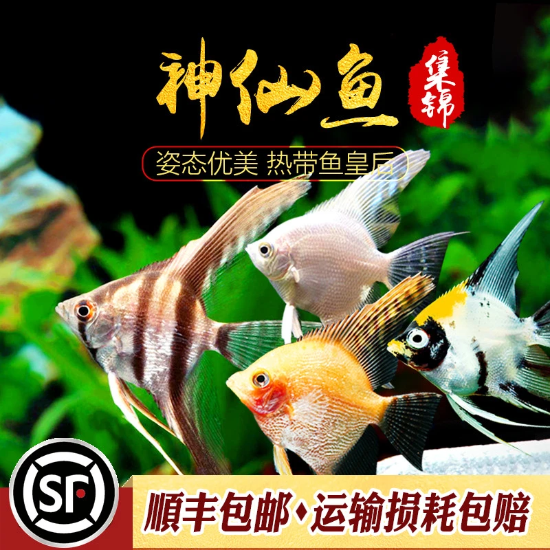 神仙鱼集锦秘鲁仙燕子鱼热带鱼观赏鱼活体鱼三色仙埃及黑墨燕活体