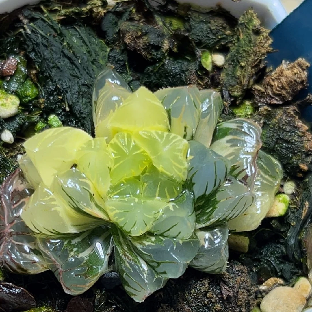 恭喜发财大吉大利0438