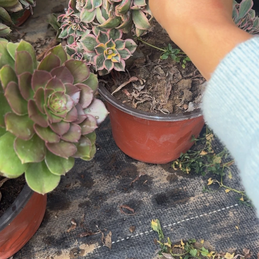 43多肉植物捧花的时候@