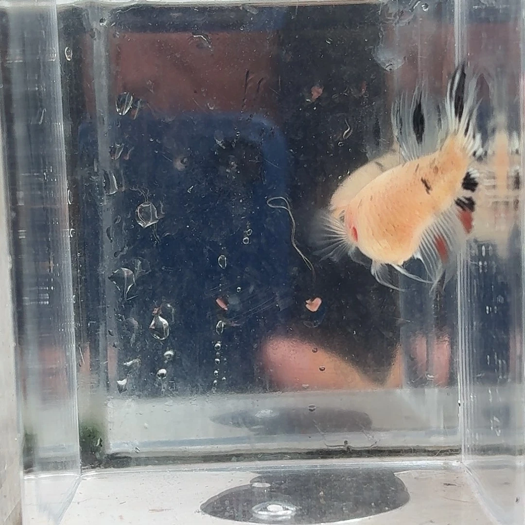 斗鱼泰国斗鱼直播136