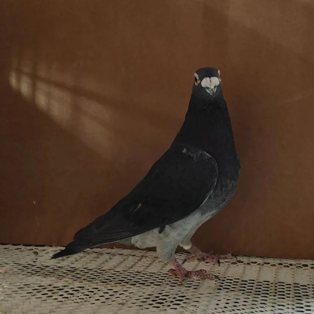 吴淞鸽子种鸽青年鸽鸽子窝，图片仅供参考