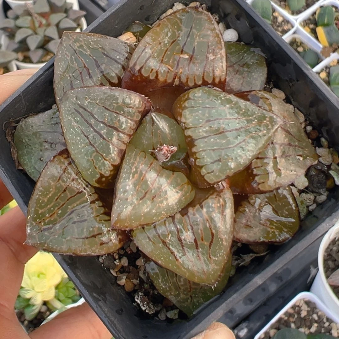 16多肉植物百科知识