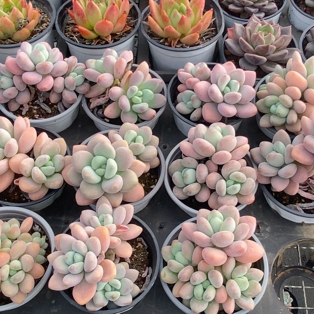 金汇园艺，团洛神小群