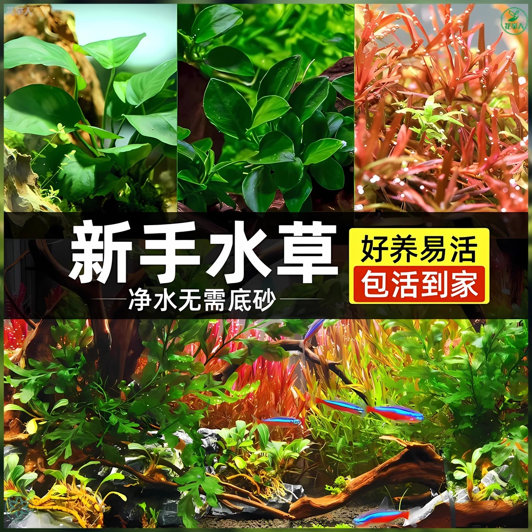 鱼缸懒人新手中后景植物真草净化水质水族箱鱼缸鱼缸水草鱼缸鱼食