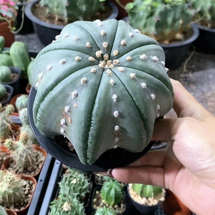 动**波花花草草花花草草