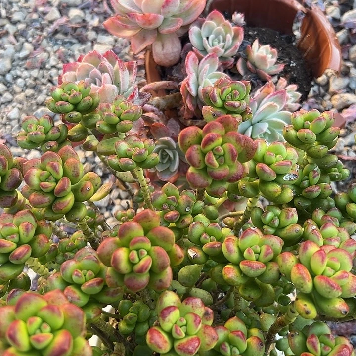 超大丝绸加超大松绿。