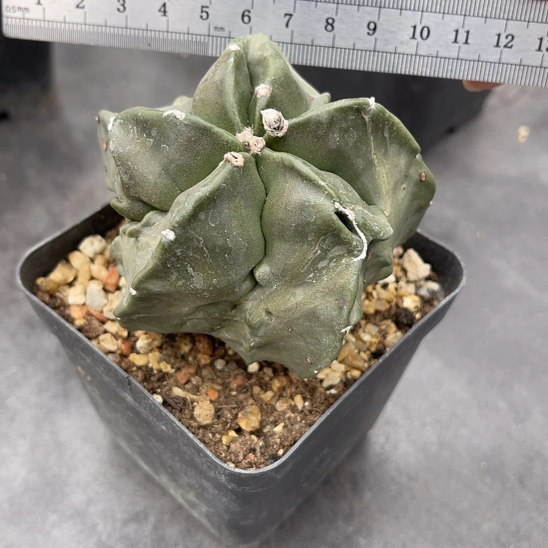 实生旋转核桃鸾凤玉