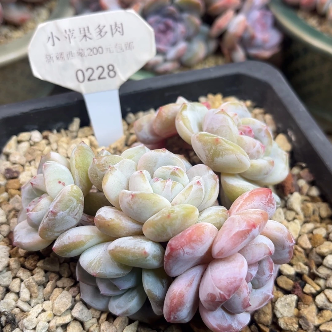 黄底紫心228/11cm7头