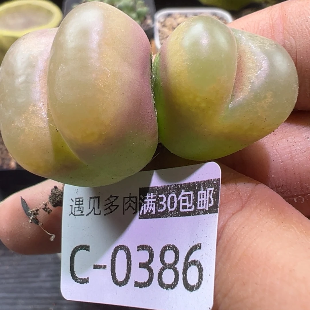 多肉植物1111111111111