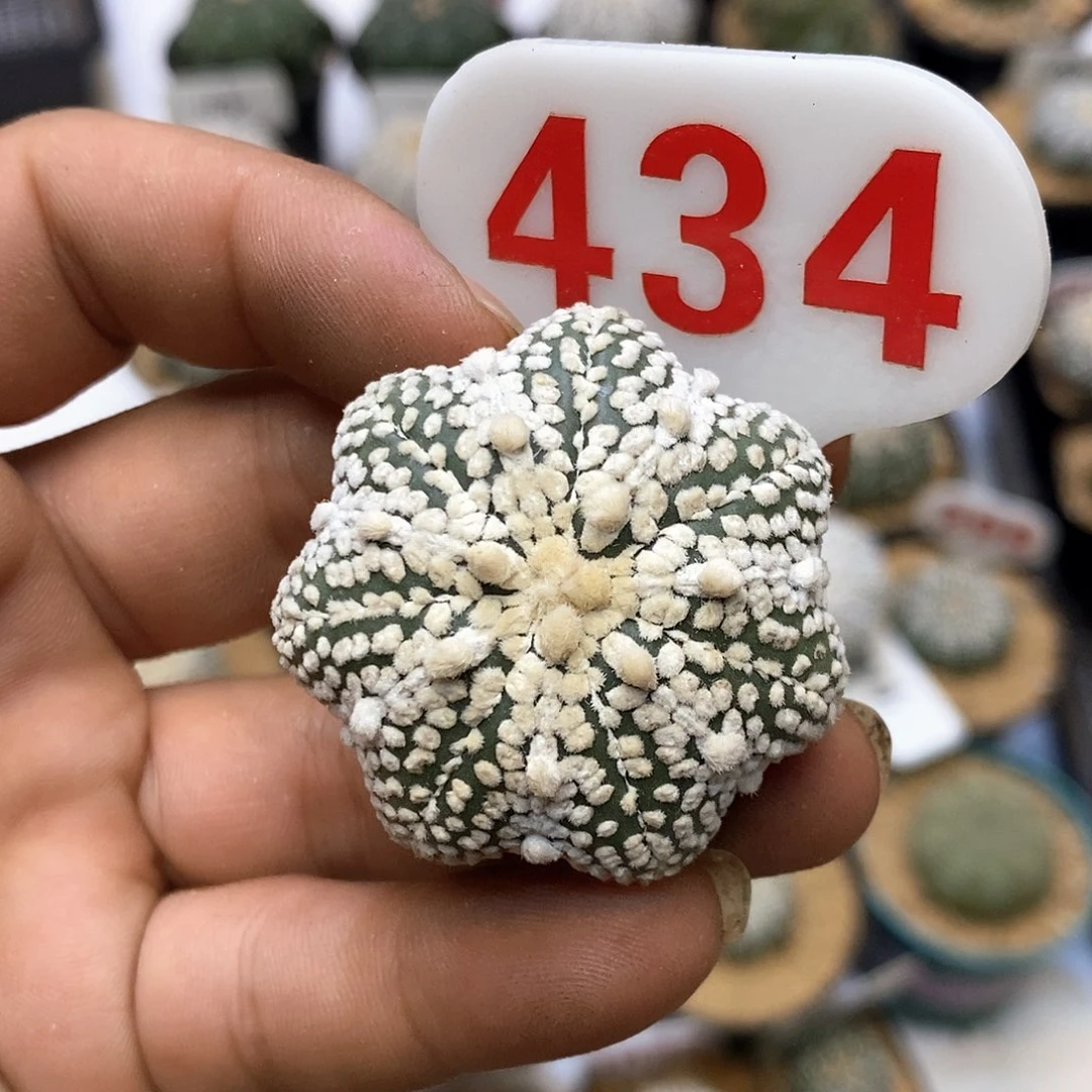 暮***434奇迹福利特价咯