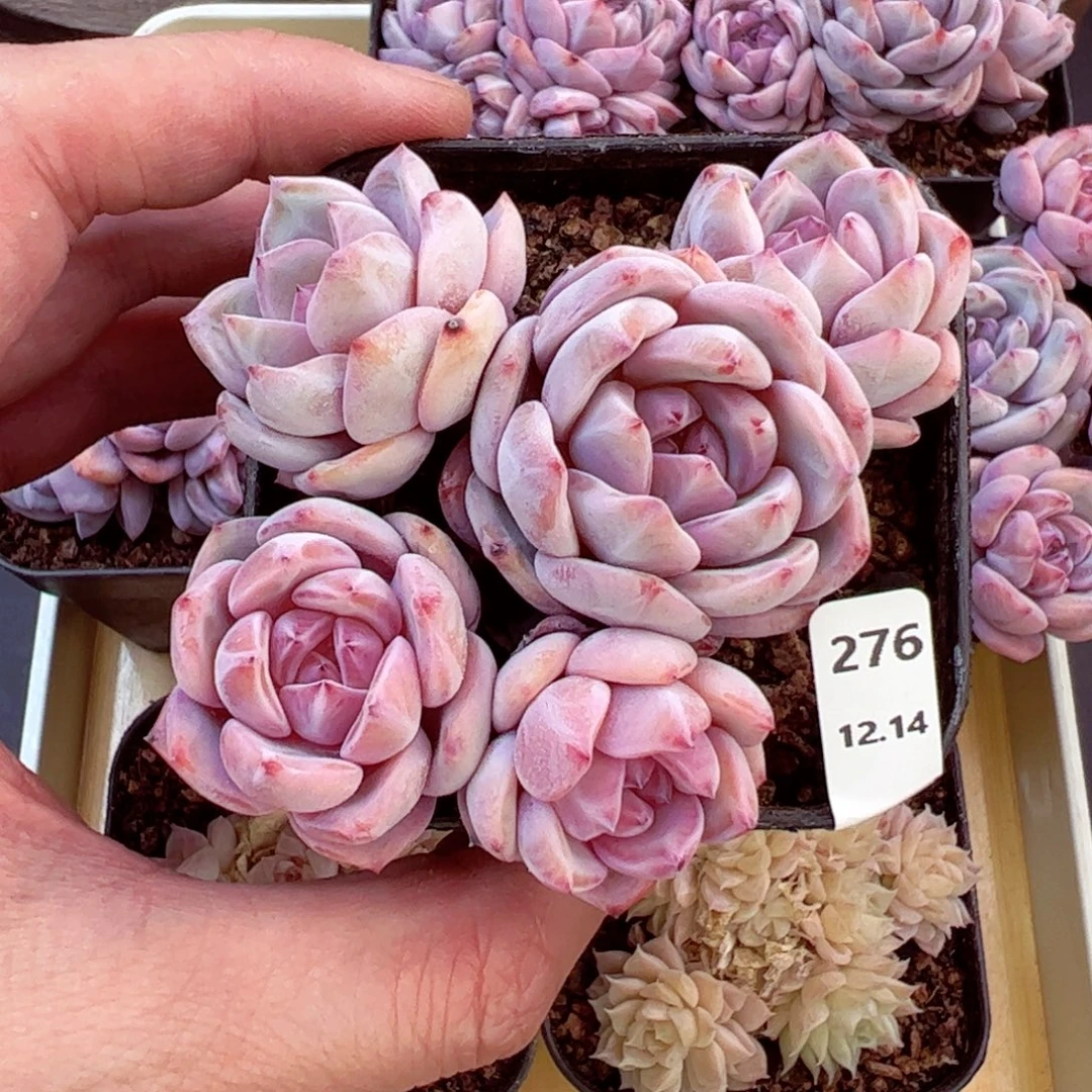 好好看276、哈哈哈哈哈