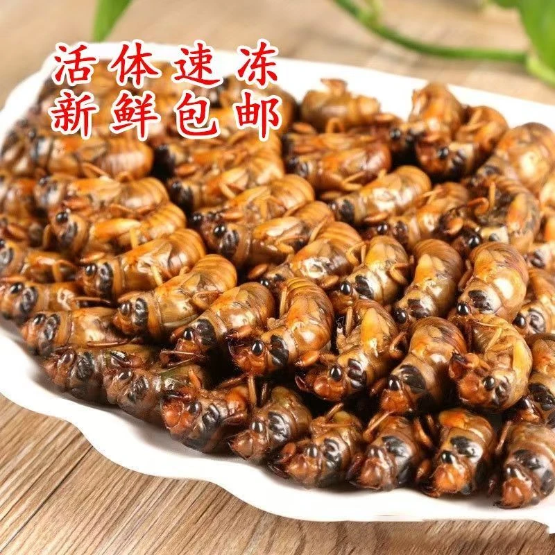2025年山东大金蝉知了猴爬叉猴蝉蛹新鲜速冻中秋好物味道鲜美