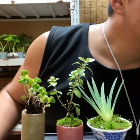 红陶一物一拍所见即所得168