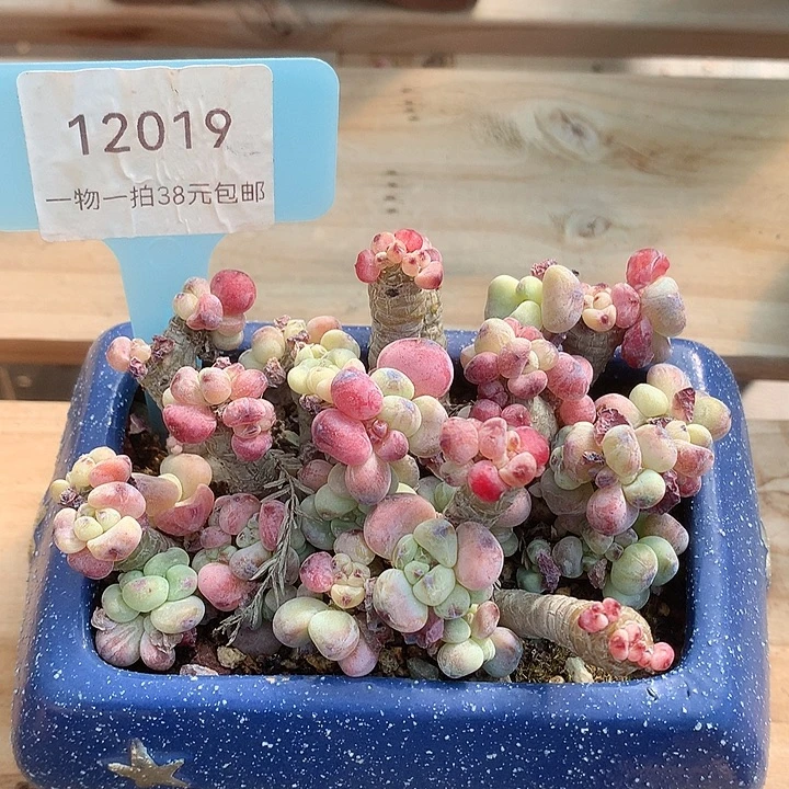 12019册娱乐姐姐姐姐姐姐