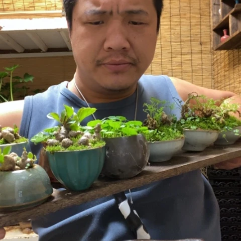 红陶四方托盘套餐铜钱草三七狼尾蕨各一盆器型随缘带盆发货