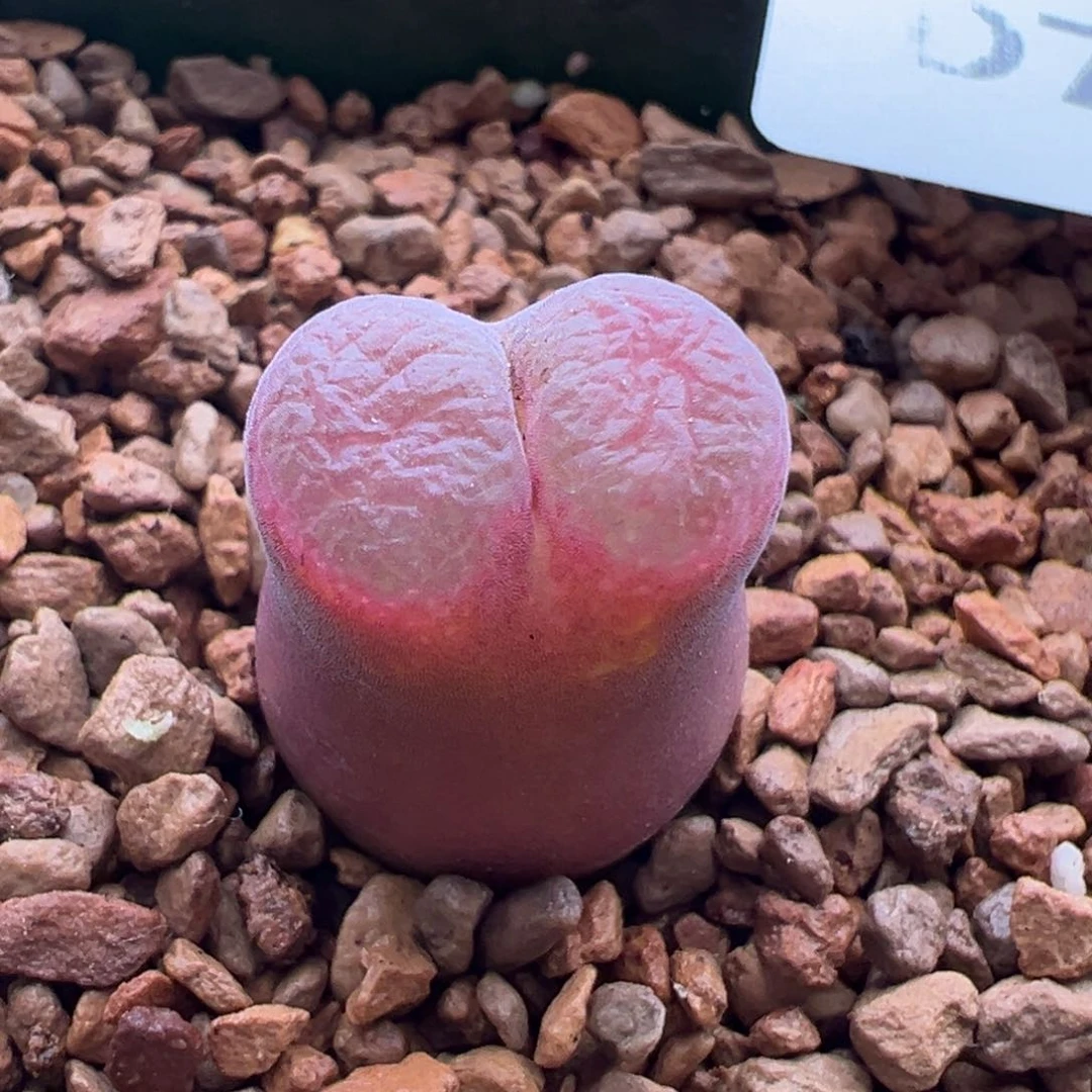 702。青蛙优选恩东矮墩墩。母本